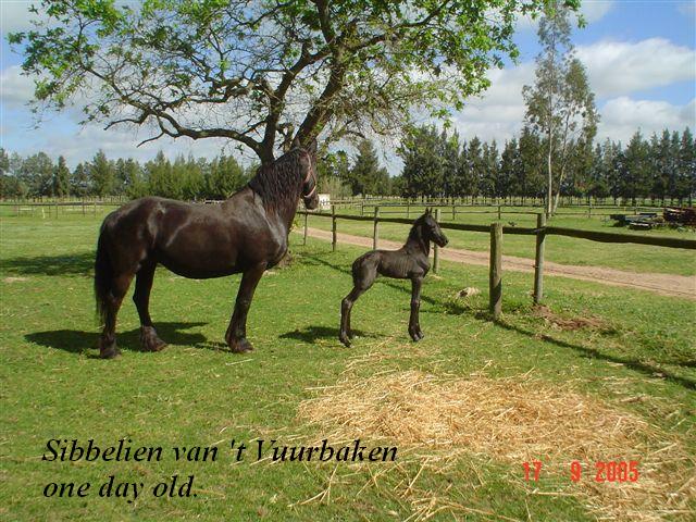 Mother with her Foal Mother with her Foal