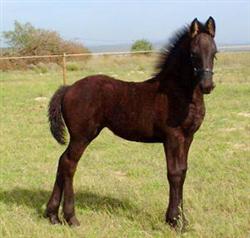 Foal Foal