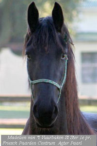 Friesian horse - Madelien Friesian horse - Madelien