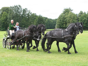 Pierre with 4 Stallions in Hand
