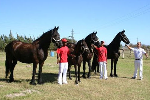 Friesian horses - breeding group Friesian horses - breeding group