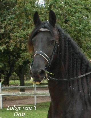 Friesian horse - Lolsje van 't Oost Friesian horse - Lolsje van 't Oost