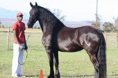 Friesian horses gallery 59