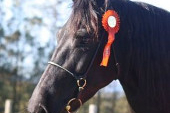 Friesian horses gallery 60