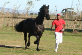 Friesian horses gallery 63