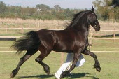 Friesian horses gallery 62