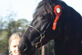 Friesian horses gallery 64