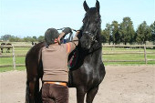 Friesian horses gallery 82