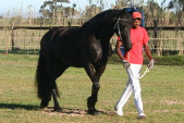 Friesian horses gallery 83