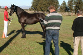 Friesian horses gallery 84