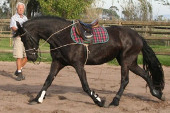 Sibbelien