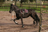 Friesian horses gallery 81