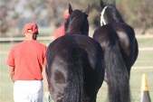 Friesian horses gallery 75