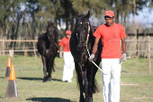 Friesian horses gallery 76