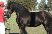 Friesian horses gallery 79