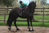 Friesian horses gallery 80