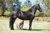 friesian-horses-gallery-02