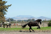 friesian-horses-gallery-06