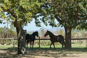 friesian-horses-gallery-07