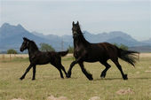 friesian-horses-gallery-09