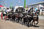 friesian-horses-gallery-10