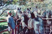 friesian-horses-gallery-11