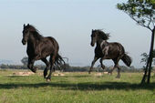 friesian-horses-gallery-12