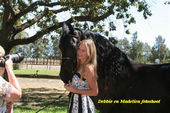 friesian-horses-gallery-14