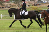 friesian-horses-gallery-15