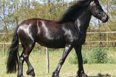 friesian-horses-gallery-17