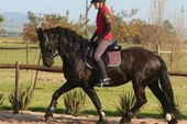 friesian-horses-gallery-18