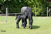 friesian-horses-gallery-19