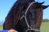 friesian-horses-gallery-20