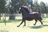 friesian-horses-gallery-21