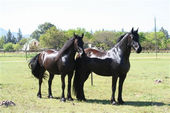 friesian-horses-gallery-22