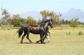 friesian-horses-gallery-23