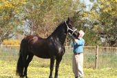 friesian-horses-gallery-24