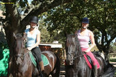 friesian-horses-gallery-26