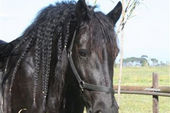 friesian-horses-gallery-27