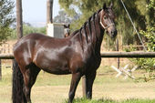 friesian-horses-gallery-32