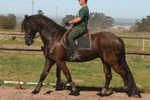 friesian-horses-gallery-33