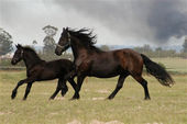 friesian-horses-gallery-34