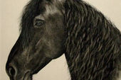friesian-horses-gallery-35