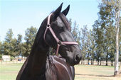 friesian-horses-gallery-36