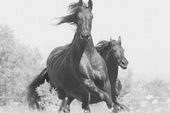 friesian-horses-gallery-37