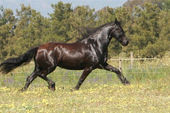 friesian-horses-gallery-39