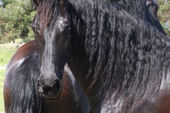 friesian-horses-gallery-40