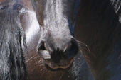 friesian-horses-gallery-42