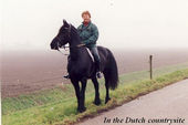 friesian-horses-gallery-46