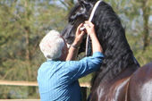 friesian-horses-gallery-47